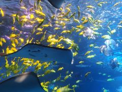 -太平洋海底世界