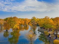 -金塔沙漠胡杨林景区