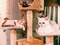 -共舞时光猫咖·狗咖(新街口店)