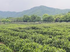 -中国茶叶博物馆(双峰馆区)