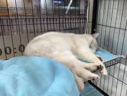 -镁连社·美联社