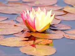 -南通洲际绿博园