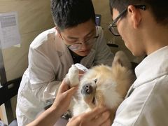 -安安宠医·安宠宠物医院