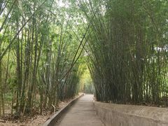 -广东茂名森林公园