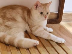 -是阿柴呀！柴犬咖啡·爱喵喵猫咖