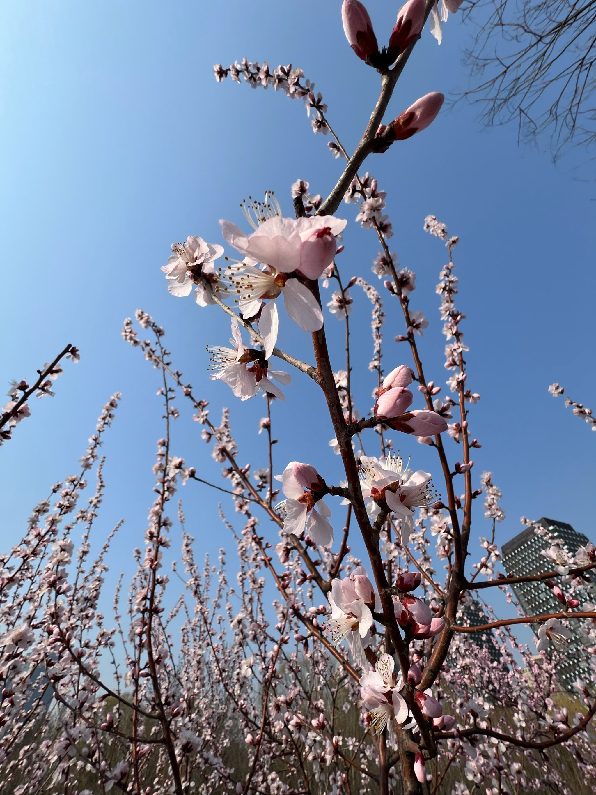 迎春花生物笔记图片