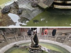-西安大兴善寺