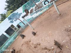 -西霞口神雕山野生动物世界