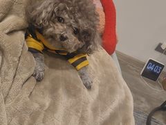 -艾贝尔宠物医院·24H转诊中心·肿瘤猫专科(江宁双龙店)