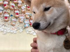 -柴犬高等学院·狗咖·柴犬售卖·宠物训练