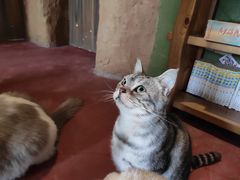 -猫猫幼稚园·撸猫·桌游·电玩