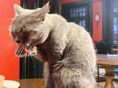 -猫色咖啡·猫咖