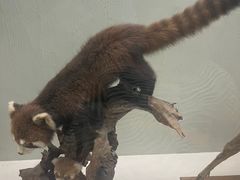 -国家自然博物馆