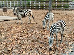 -清迈夜间动物园