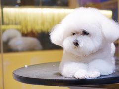 -Pets First伊珊娜洗护·精致美容·家庭式寄养(新会路店)