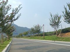 -龙坞茶村