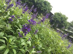 -广东花都香草世界旅游度假区