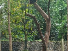 -都江堰中华大熊猫苑