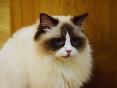 -滚猫咖啡·猫咖·猫友好撸猫(未来城店)