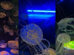 -上海海昌海洋公园