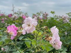 -贡湖湾湿地公园