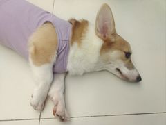 -怪兽屋·羊驼·猫咖·狗咖(俊华广场店)