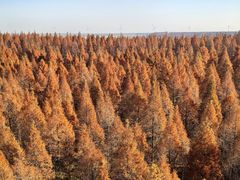 -黄海国家森林公园