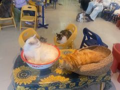 -平行世界·猫咖(首经贸店)