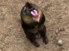 -大连森林动物园