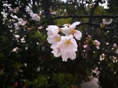 -武汉大学-樱园