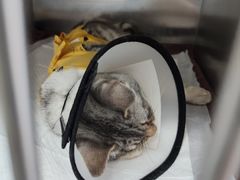 -中农国际动物医院24小时·猫科·骨科·急重症中心