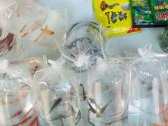 -长宁东道花卉宠物市场