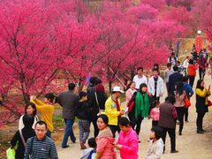 -天适樱花悠乐园