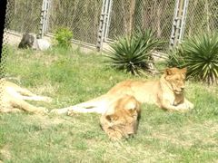 -西安秦岭野生动物园