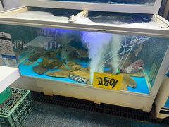 -西归浦每天偶来市场