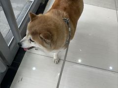-全心全意连锁动物医院·微创中心·内科急重症·心脏专科(丰管路店)