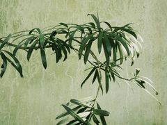 -虎跑公园