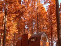 -黄海国家森林公园