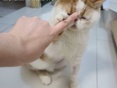 -特一安24小时宠物医院·骨科·中兽医