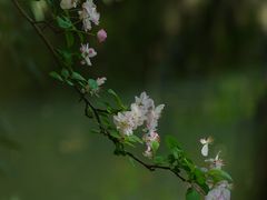 -棠湖公园