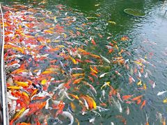 -大门水乡·顺德菜