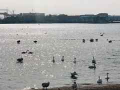 -烟墩角天鹅湖