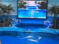 -海合安成都极地海洋公园