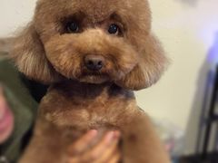 -读宠于你·约克夏比熊·睫角守宫·爬宠售卖(高新店)