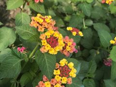 -西湖风景区-江洋畈生态公园