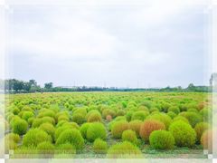 -映月湖中央公园