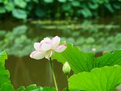 -陈家山荷花公园