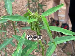 -中国科学院西双版纳热带植物园