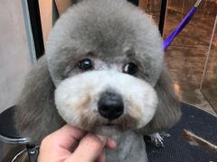 -PETKIT小佩宠物·低压洗护(国顺东路店)