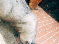 -猫咪博物馆(顶澳仔猫街店)